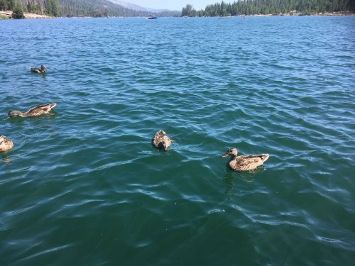 ducks